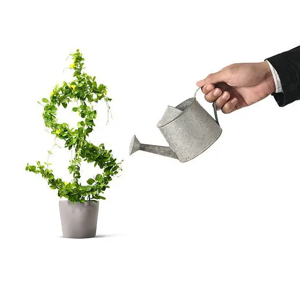 watering money tree